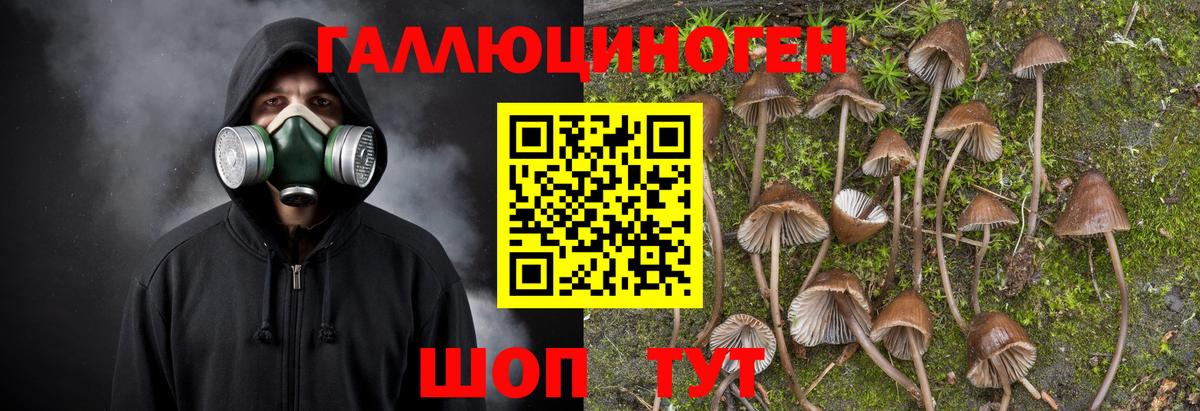 Кимры  Псилоцибиновые грибы Cubensis  где можно купить   Вход с VPN 